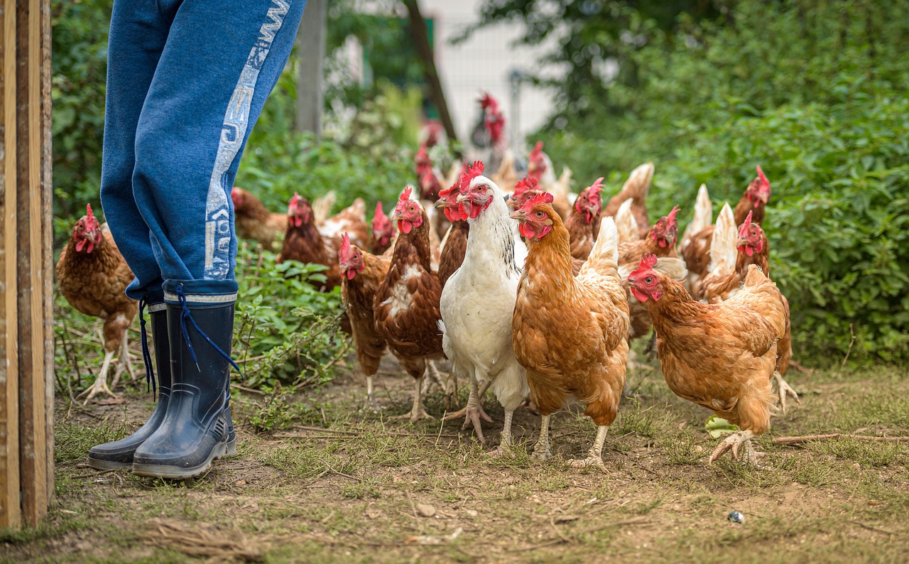 flock of chickens, farm yard, hens